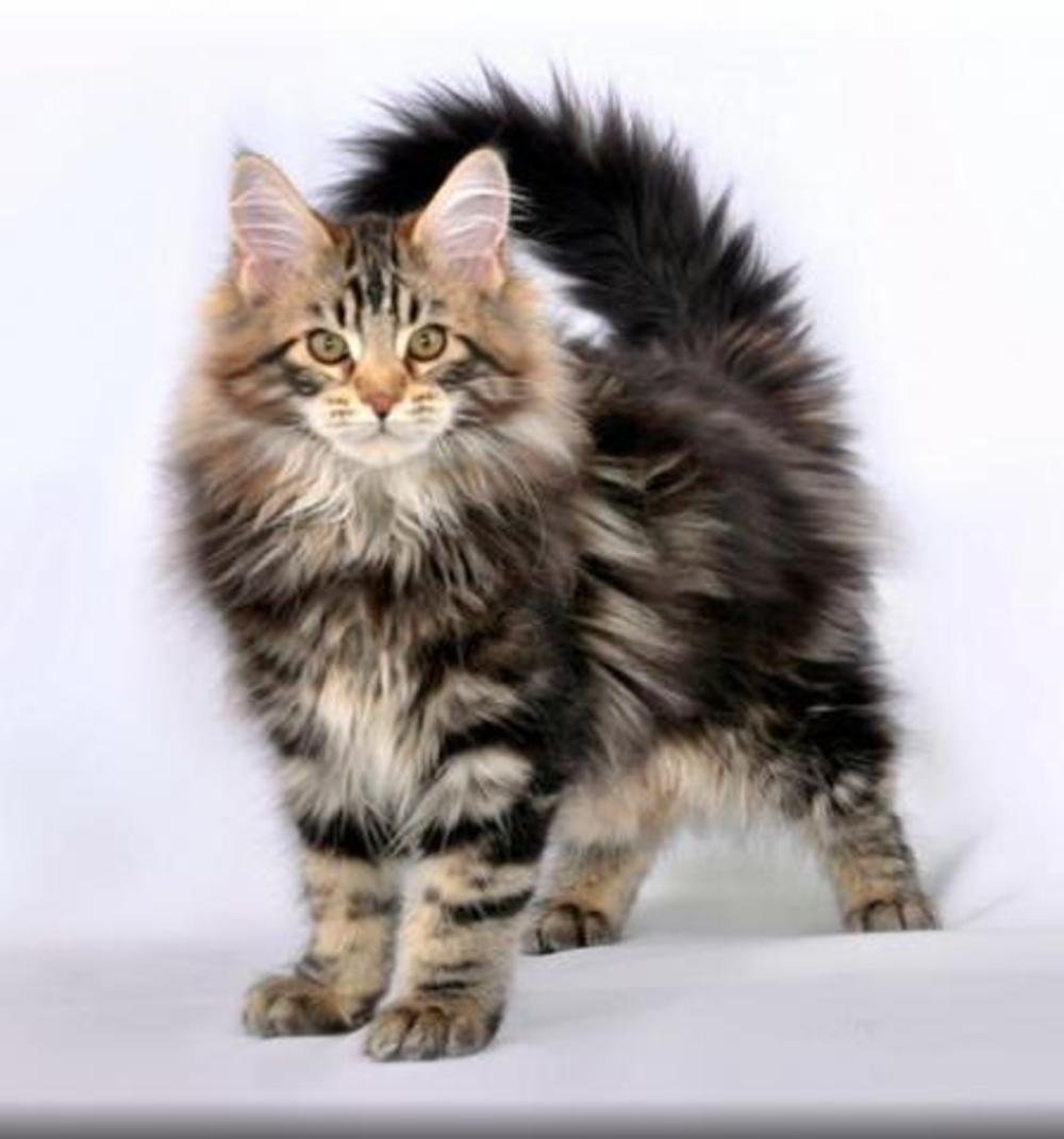 Сибирская кошка лапы