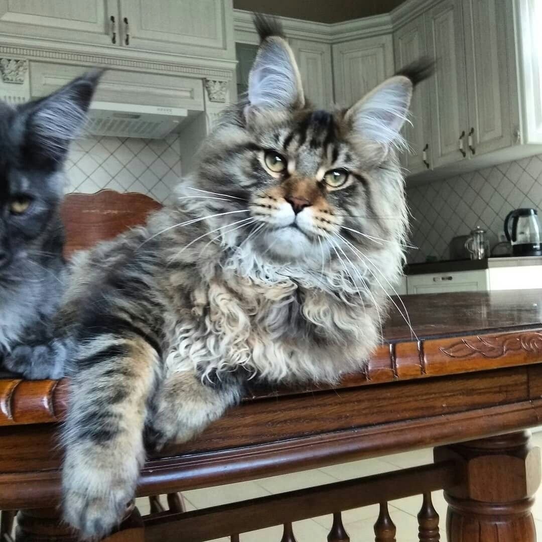 Сибирская кошка черный дым