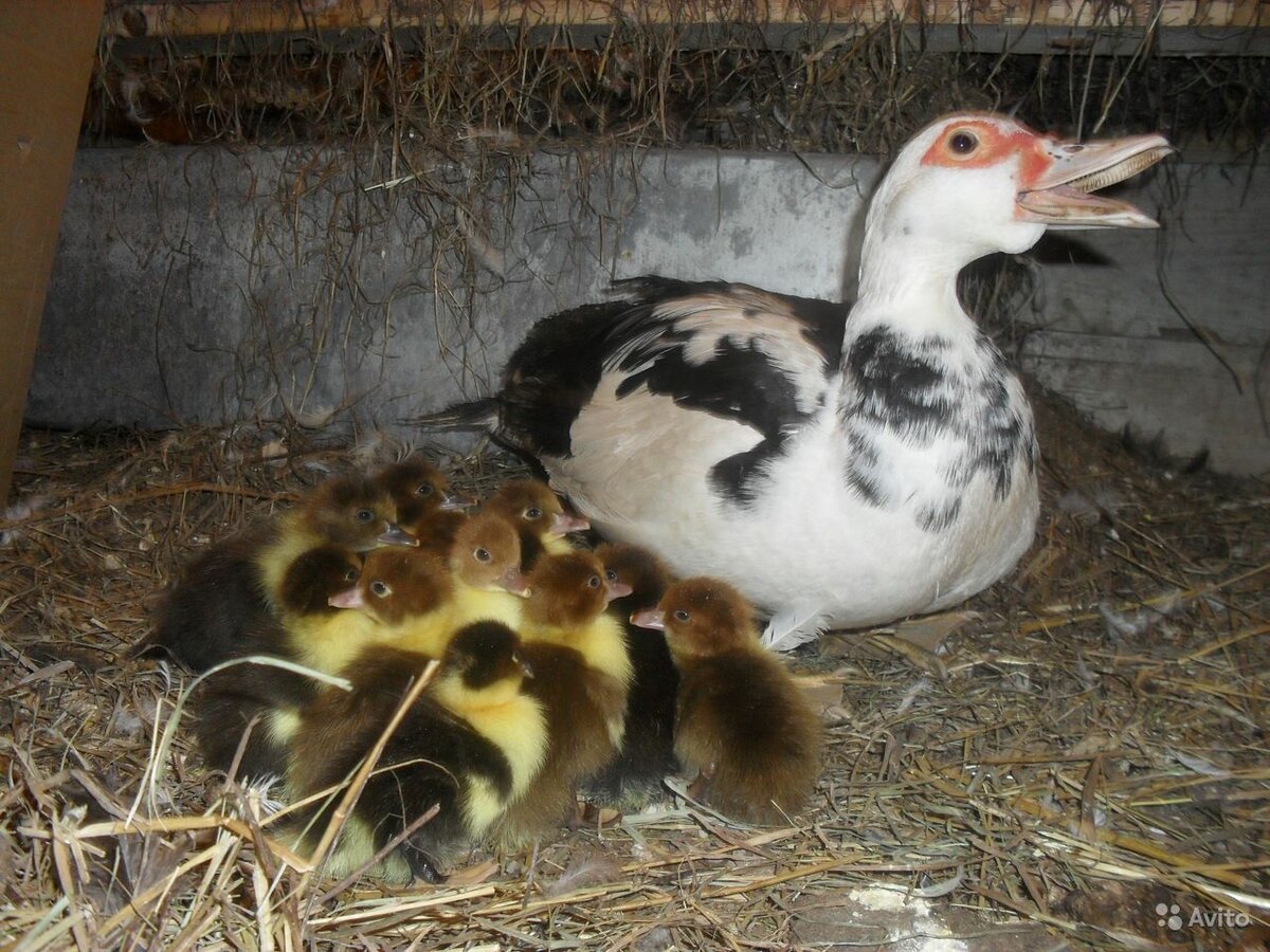 Индоутка мускусная