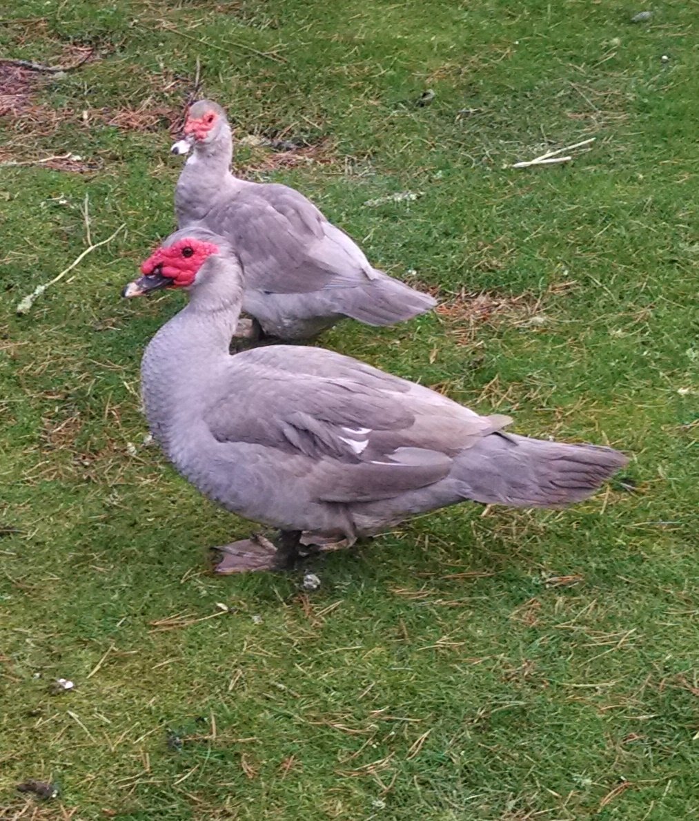 Индоутка мускусная