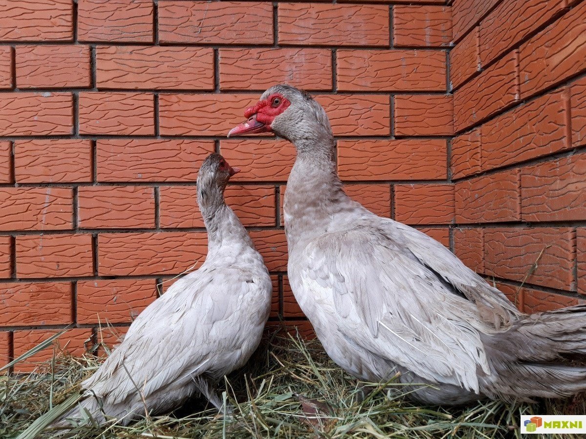 Лавандовые утки мускусные