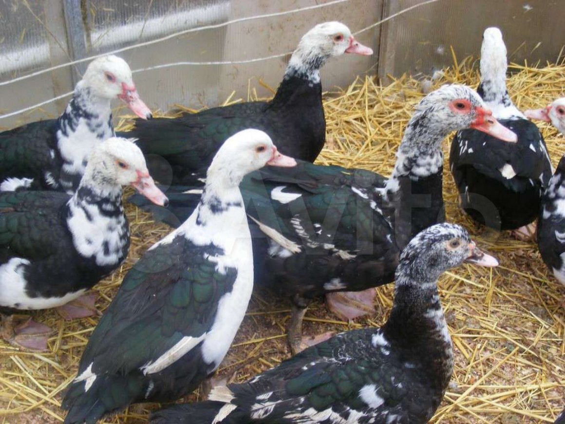 Жемчужная мускусная утка