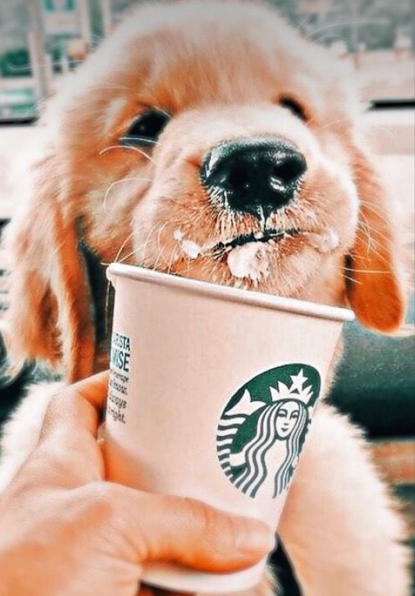 Милые собачки Эстетика