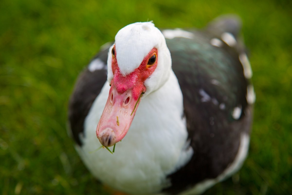 Голубая мускусная утка