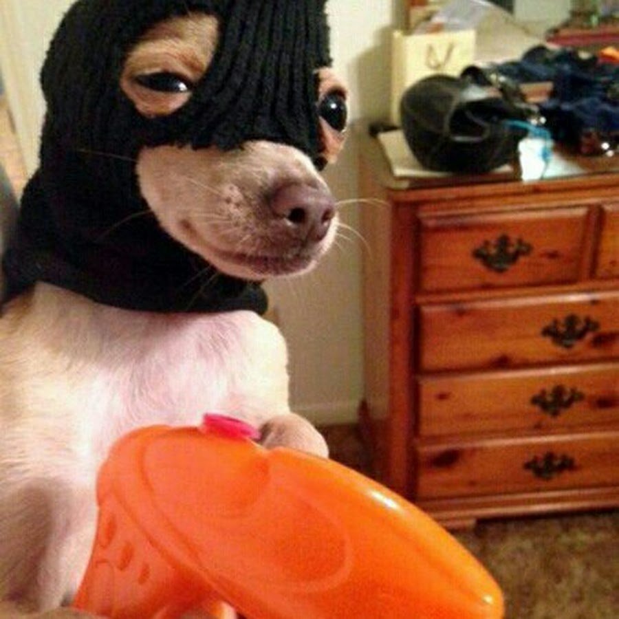 Садик собачка с соплями