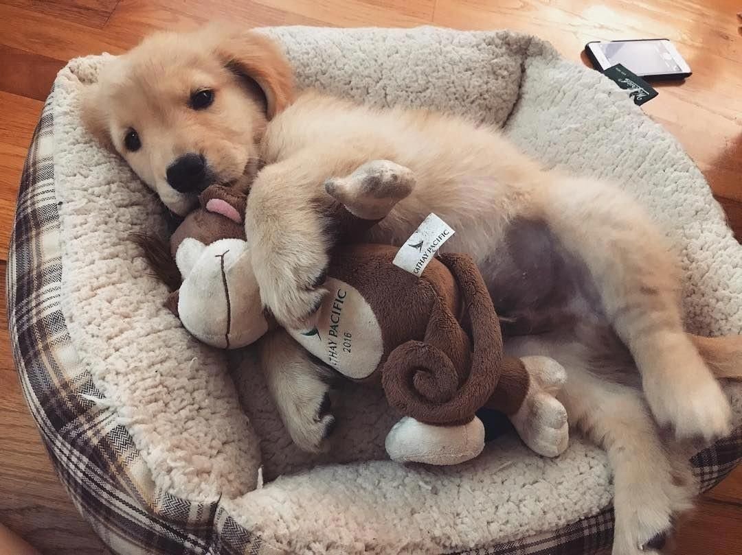 Собачки из пинтереста