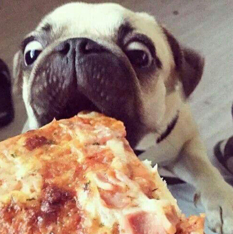 Мопс с пиццей