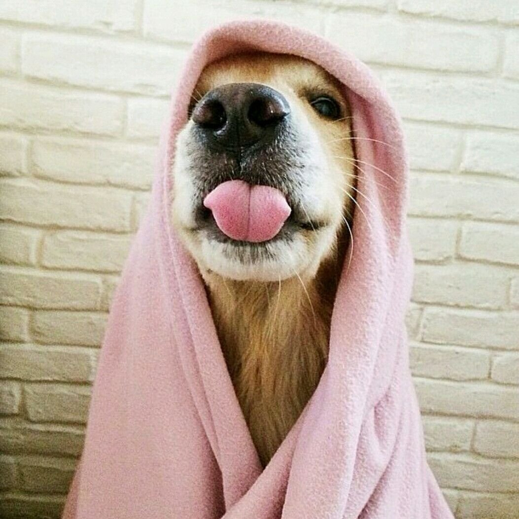 Собака улыбается