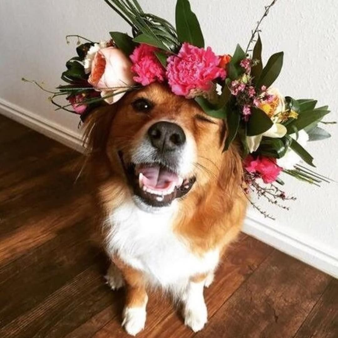 Собачка в цветах