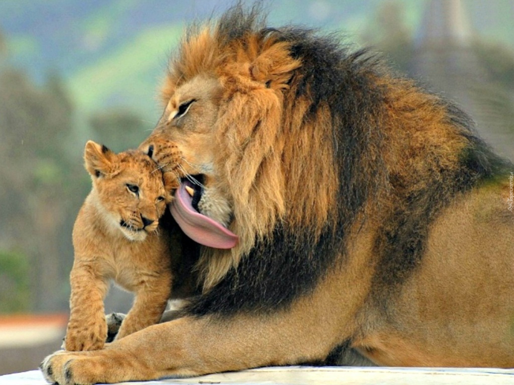 Общение в мире животных. Лев львица и Львенок. Лев и Львенок. Ты мой Лев. Папа Лев и Львенок.