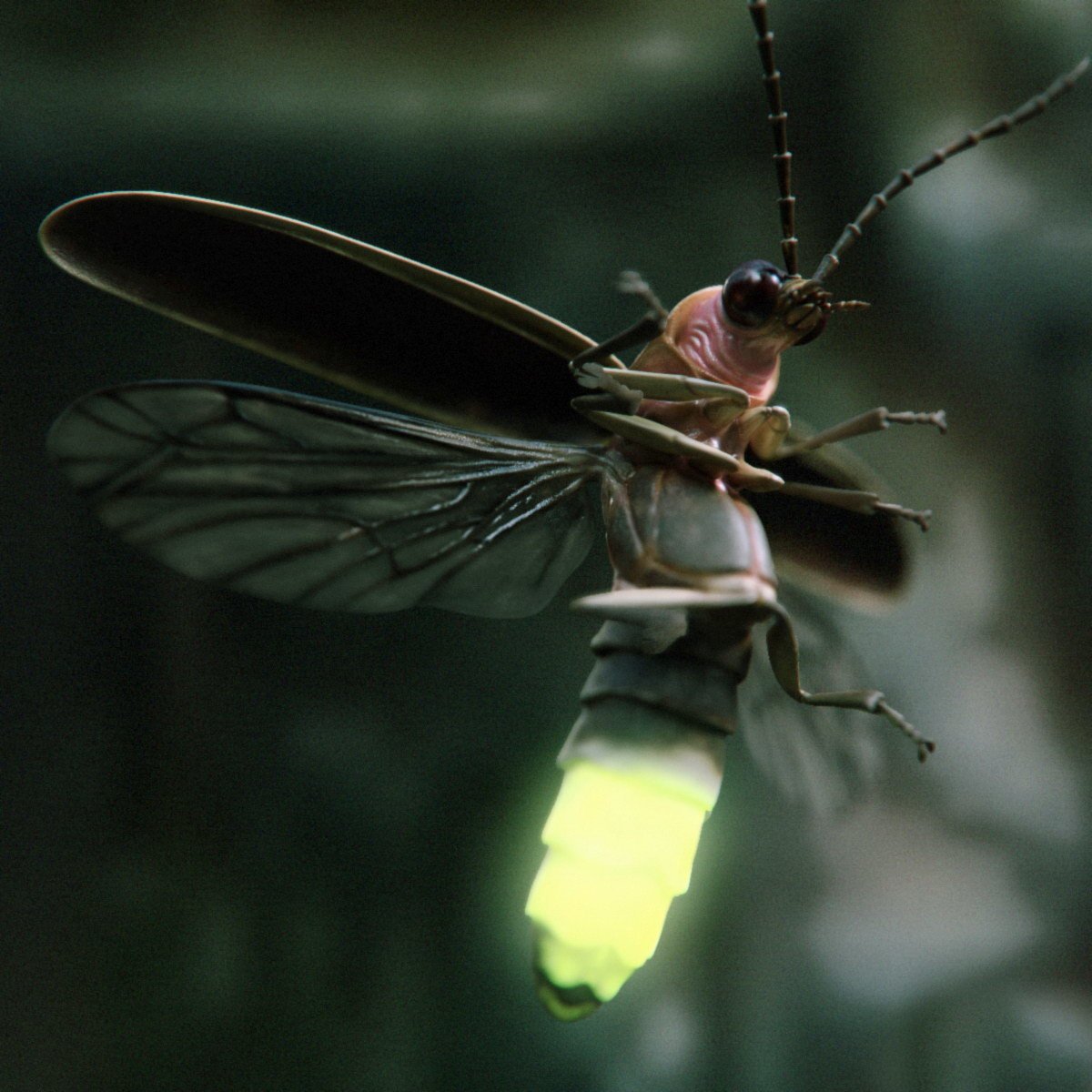 Пещерный Жук светляк