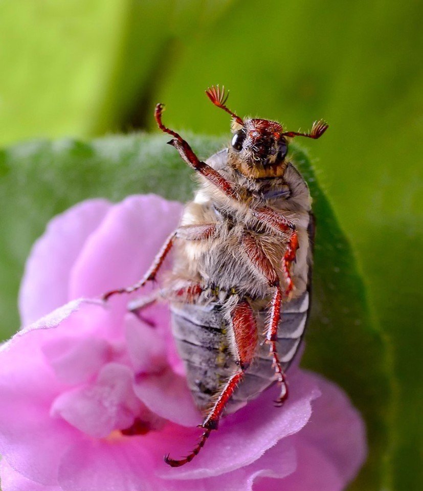 Шаранка Майский Жук