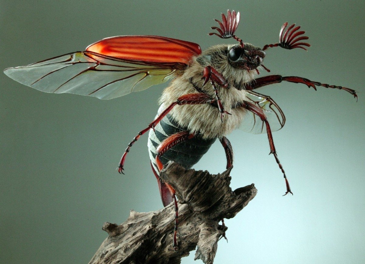 Майский Жук референс