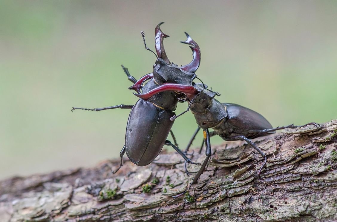 Жук-олень (Lucanus Cervus)