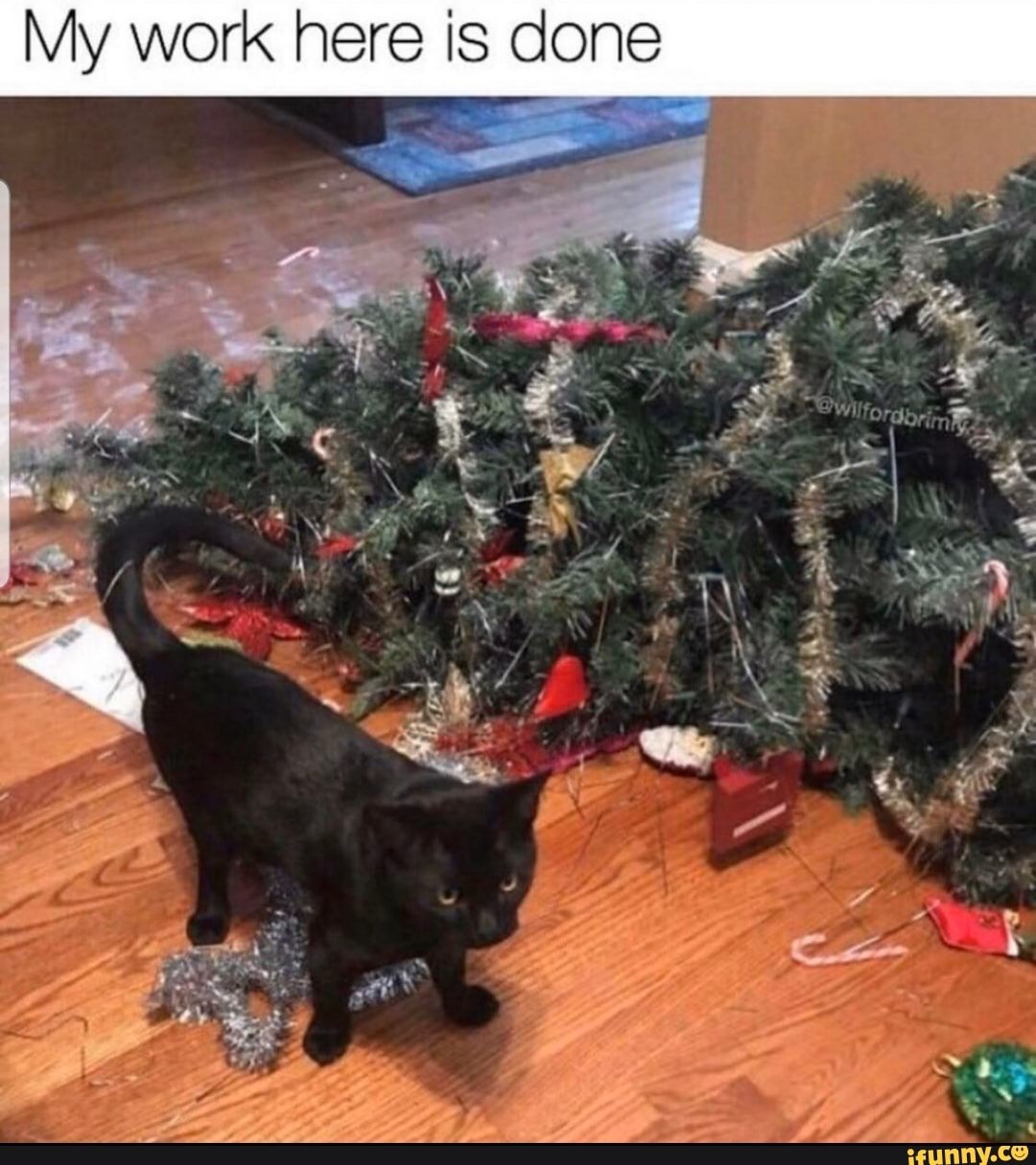Жалко елки. Коты и елки. Кот и елка. Кот уронил елку. Коты и новогодние елки.