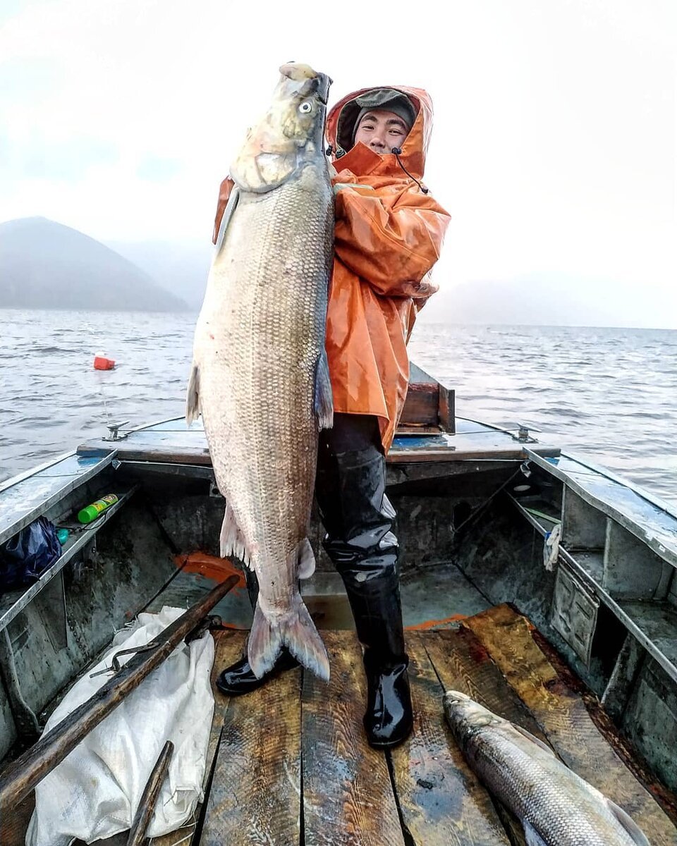 Yellowstone Cutthroat Trout