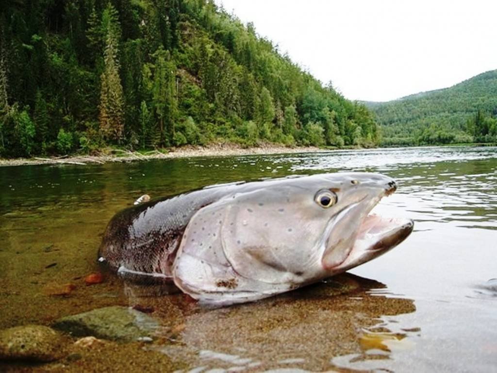 Таймень рыба