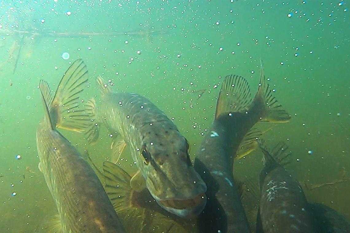 Массовая гибель рыбы