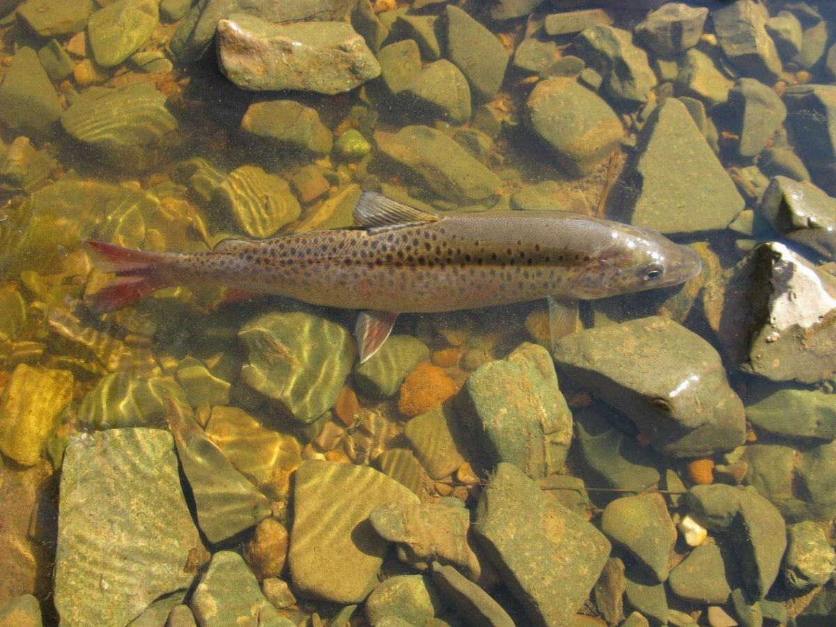 Хариус в Хакасии