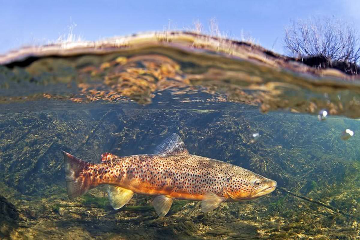 Болотные рыбы