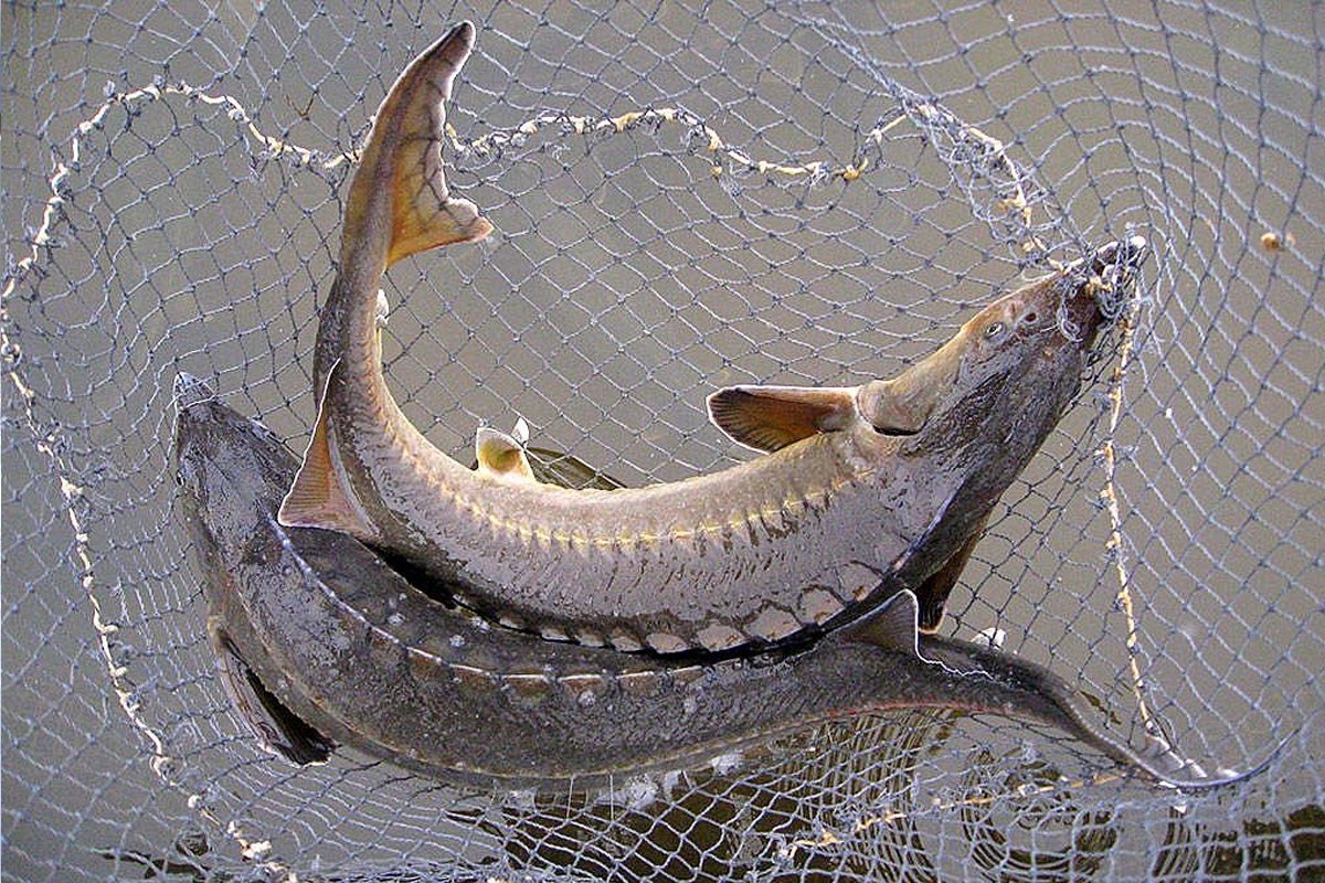 Кумжа нерест