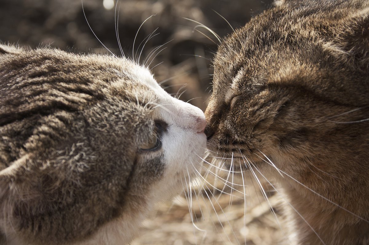 Картинки с любящими котиками. Кошки любовь. Влюбленные кошки. Влюбленный котик. Поцелуй кота.