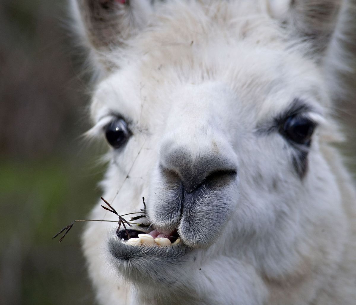 Лама или альпака