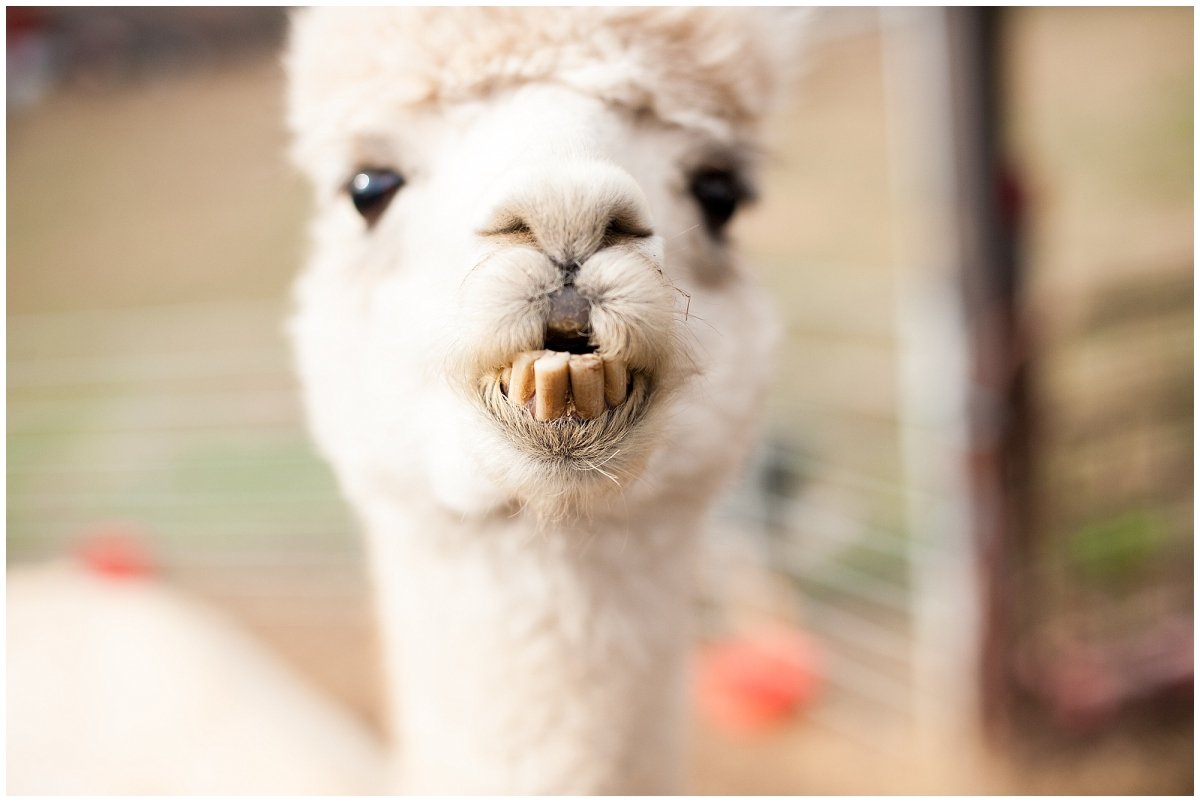 Злая альпака лама