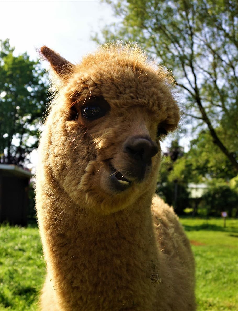Альпака улыбается