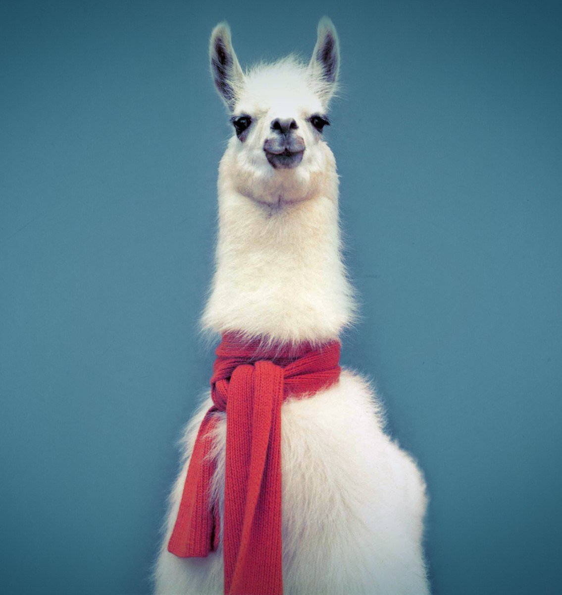 Лама шаблон для рисования