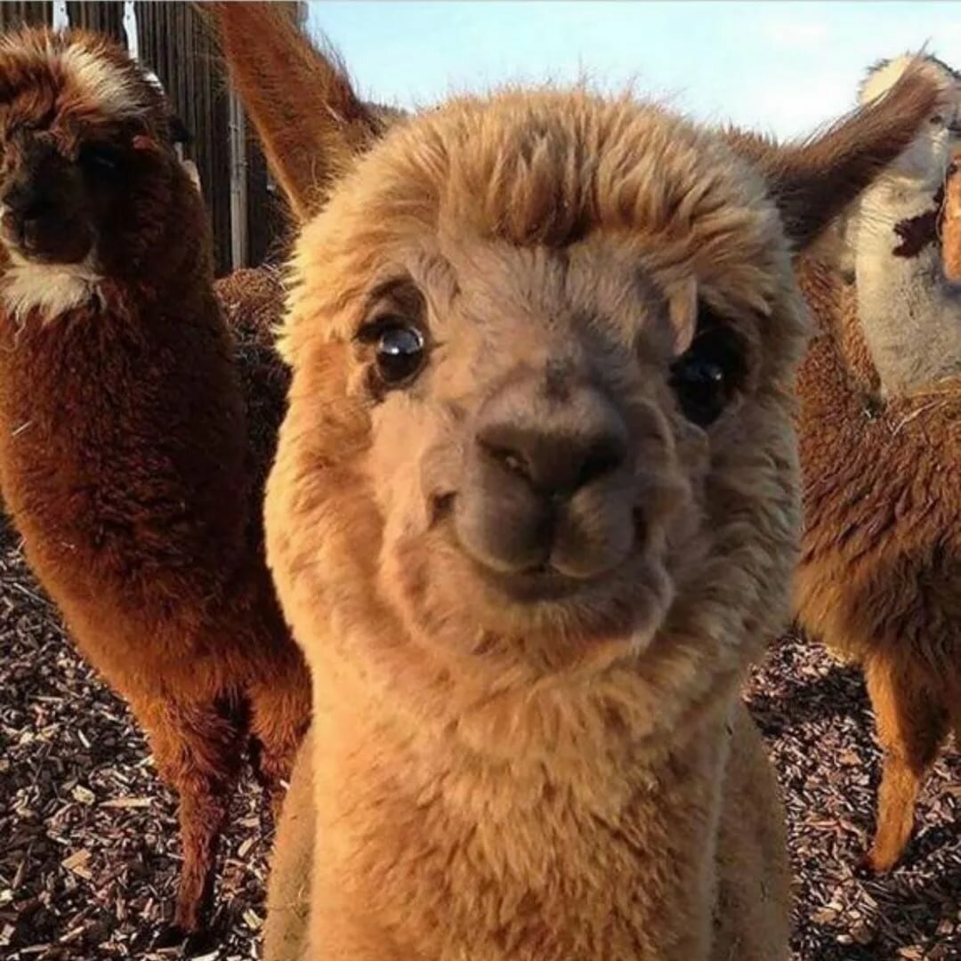 Смешные картинки с домашними животными