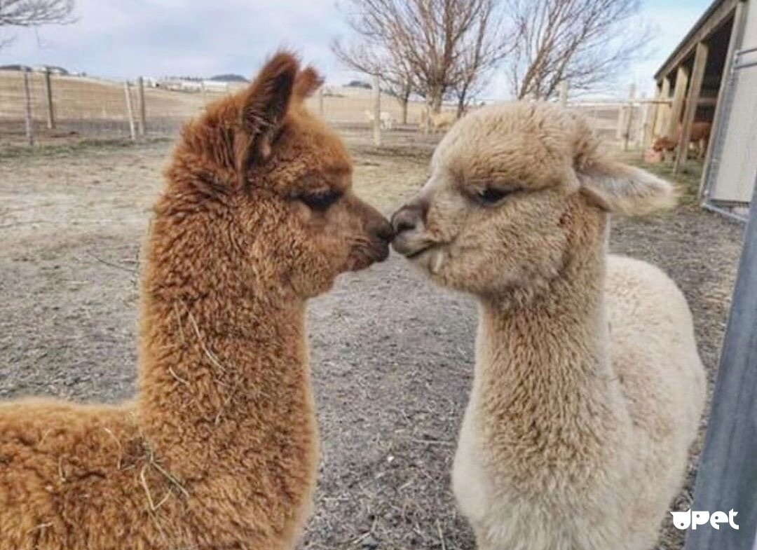 Лама альпака гуанако