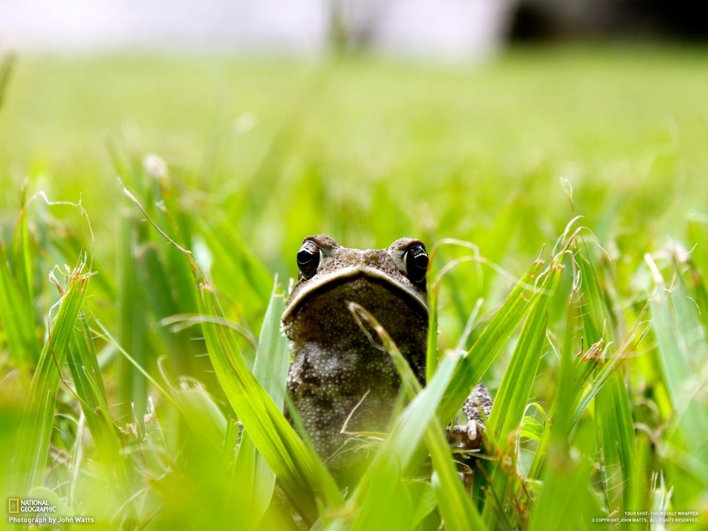 Grass animals. Лягушонок в траве. Лягушонок выглядывает. Лягушка на травке. Жаба выглядывает.