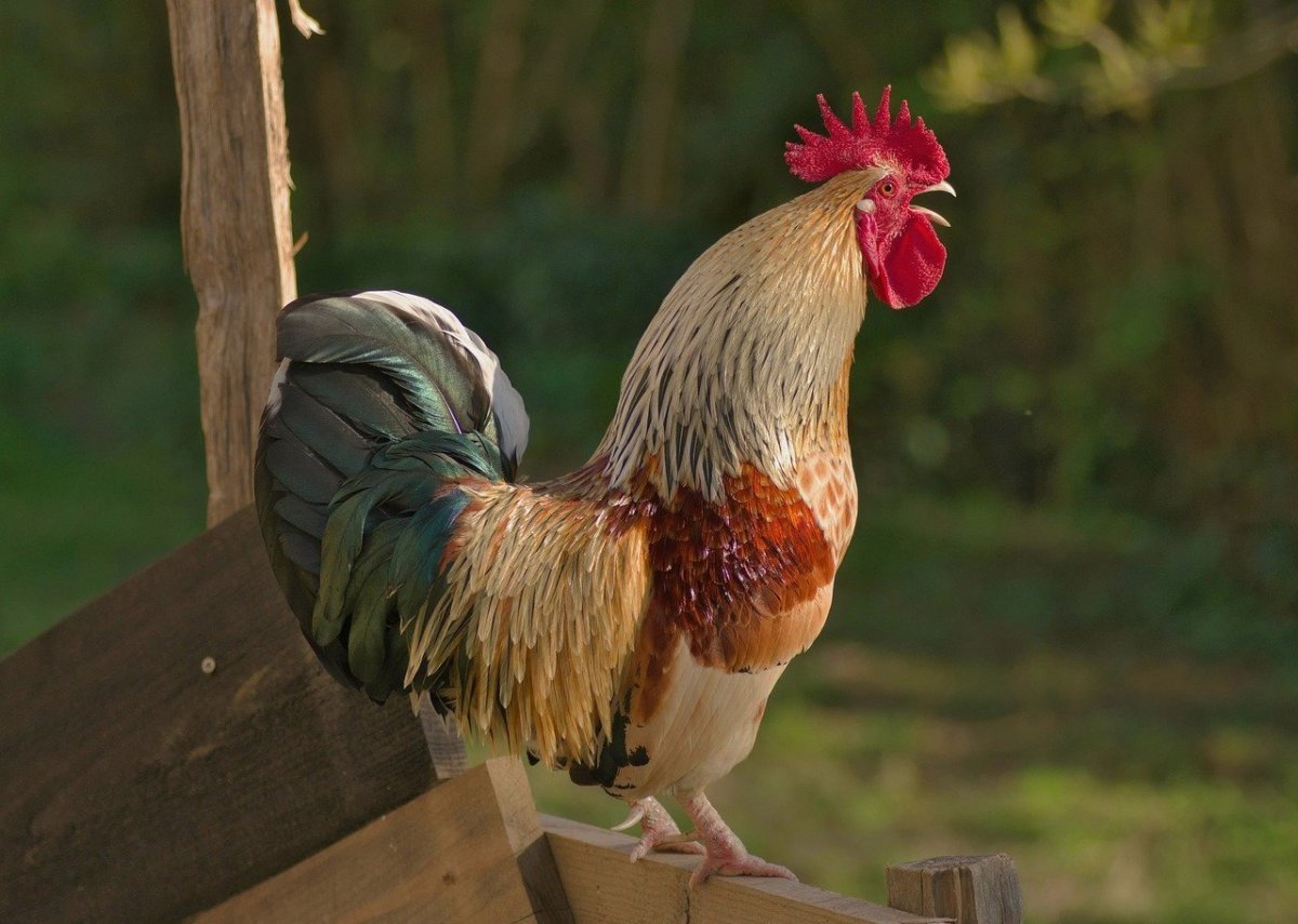 Петух (птица)