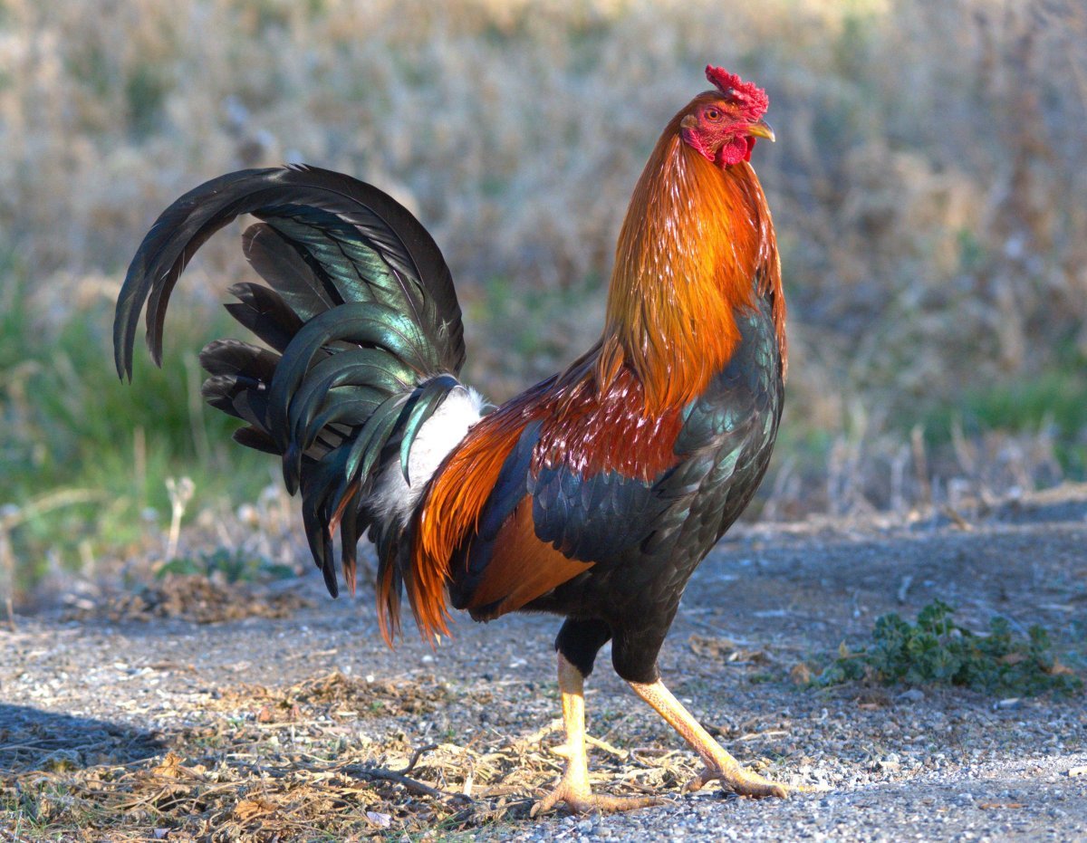 Петух на ферме