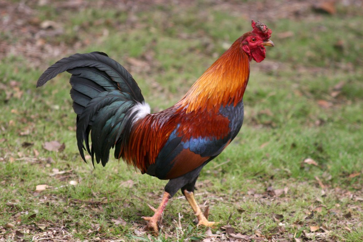 Израильская лысая порода кур