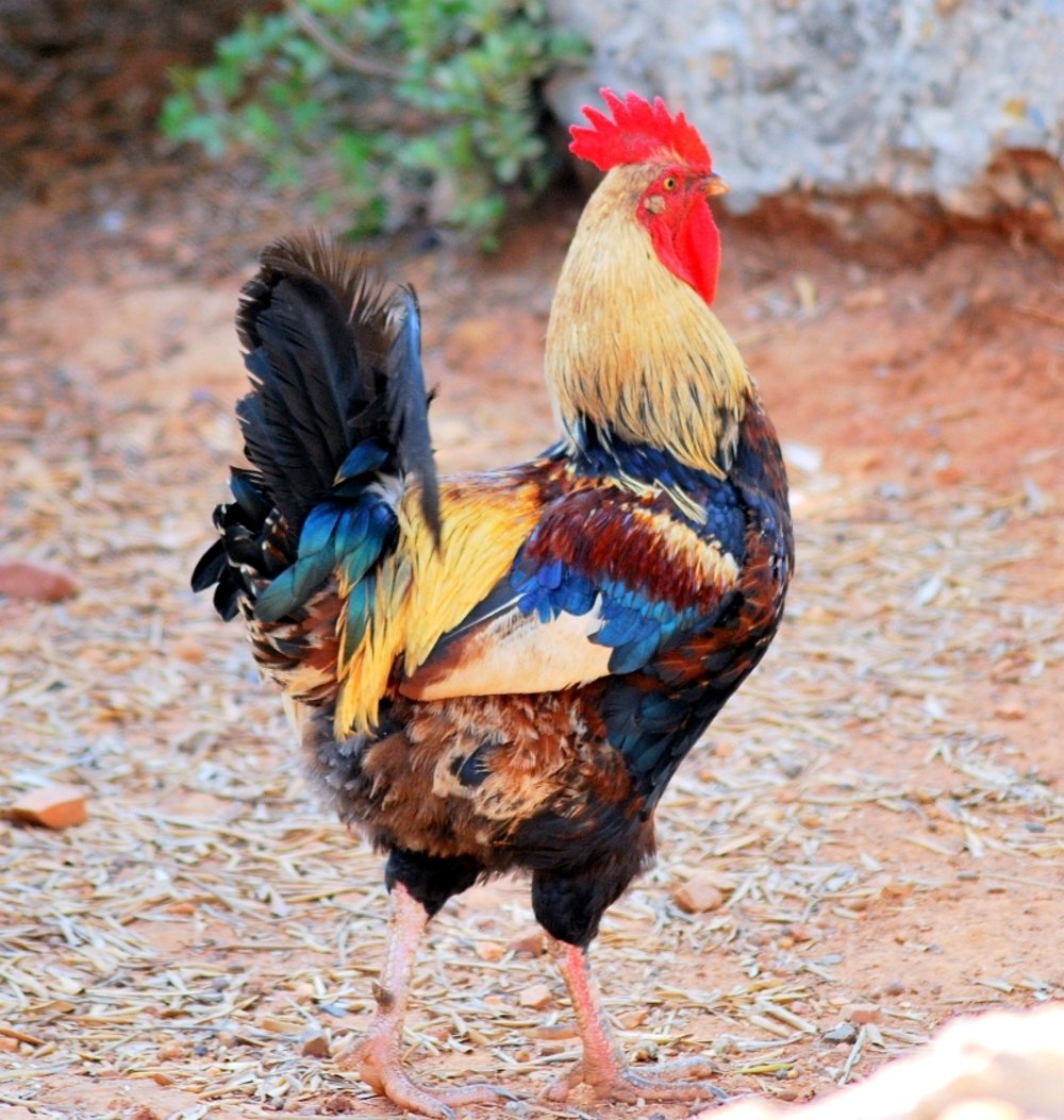 Красивые петухи и куры