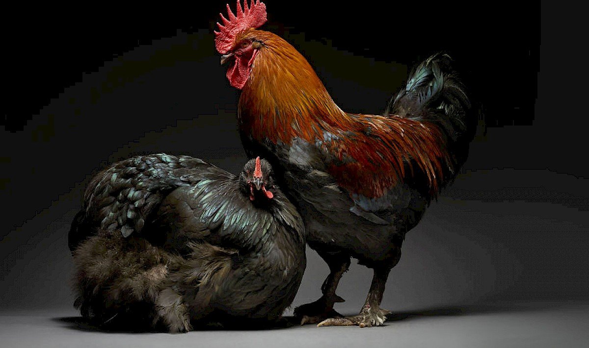 Дикие куры в природе