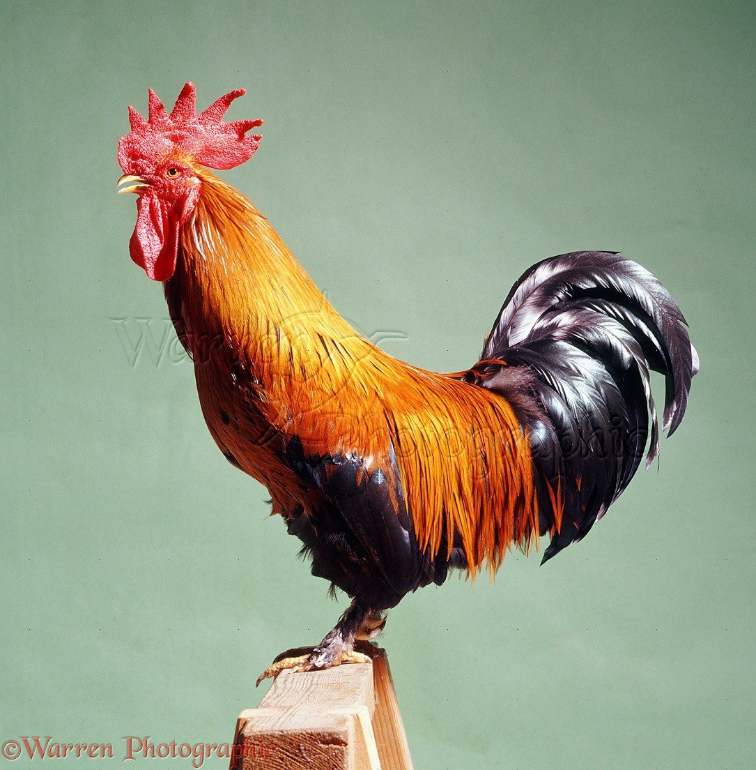 Самые красивые петухи в мире фото