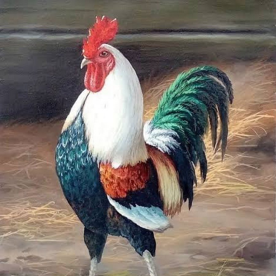 Петух с цветными ногами