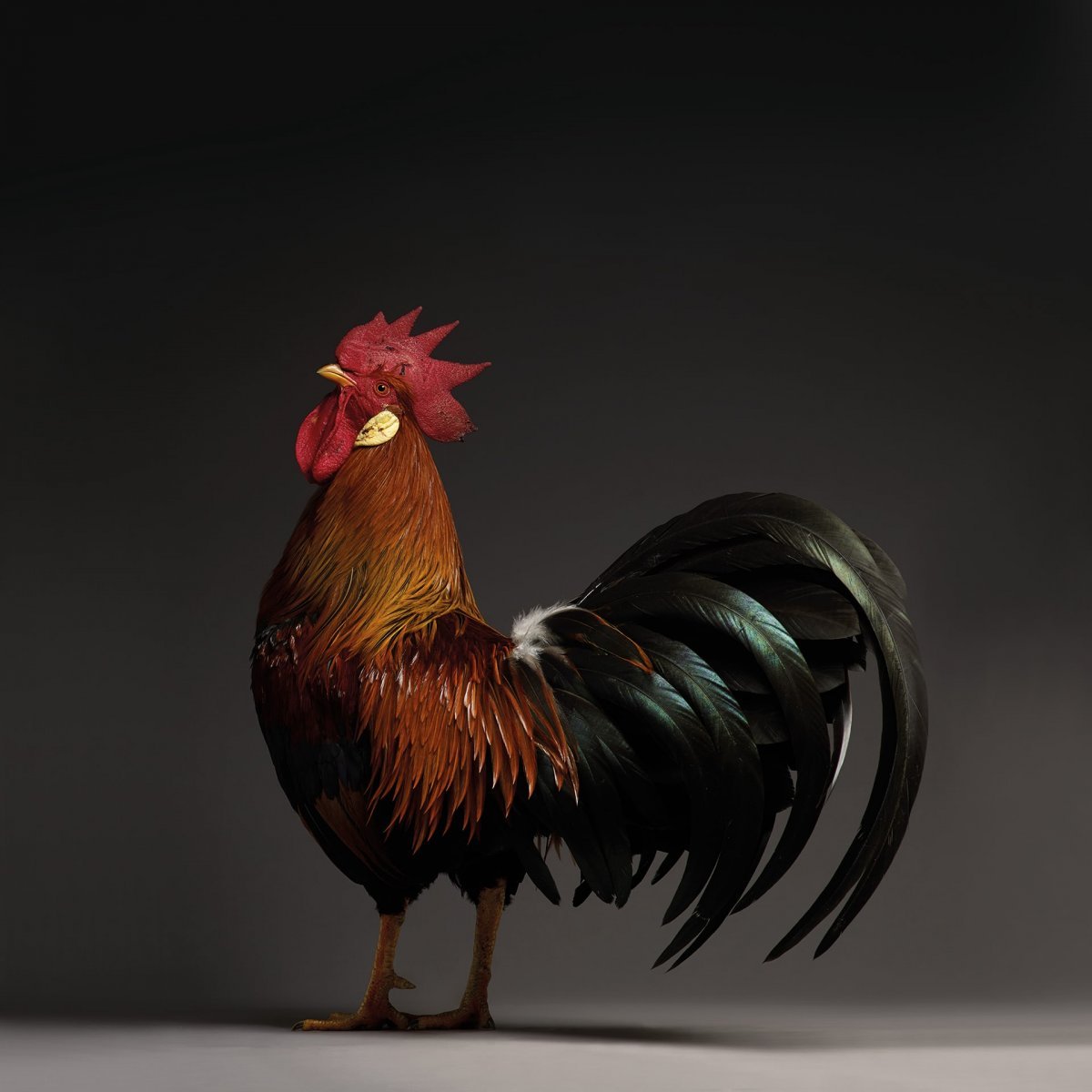 Петух обыкновенный