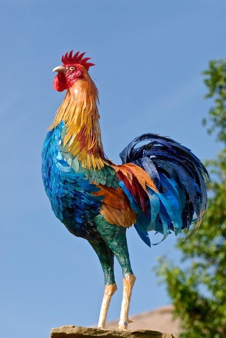 Красивый петух