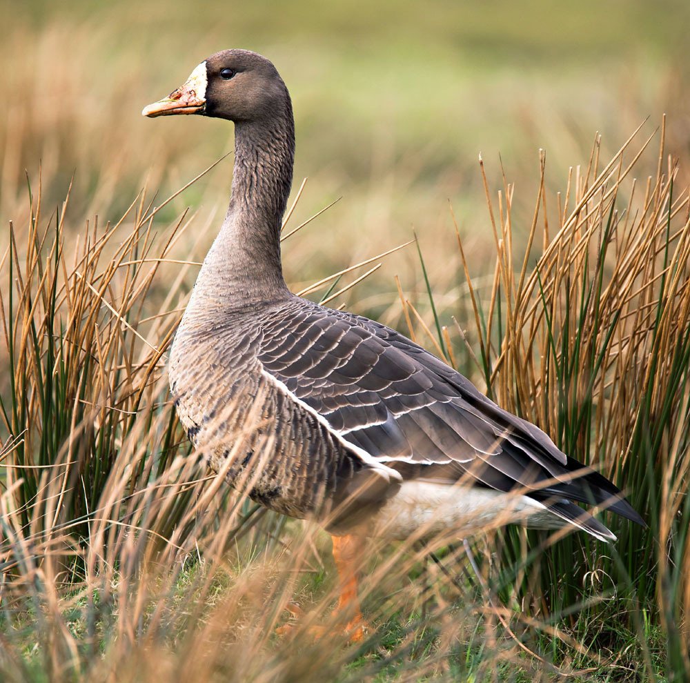 Дикий канадский Гусь