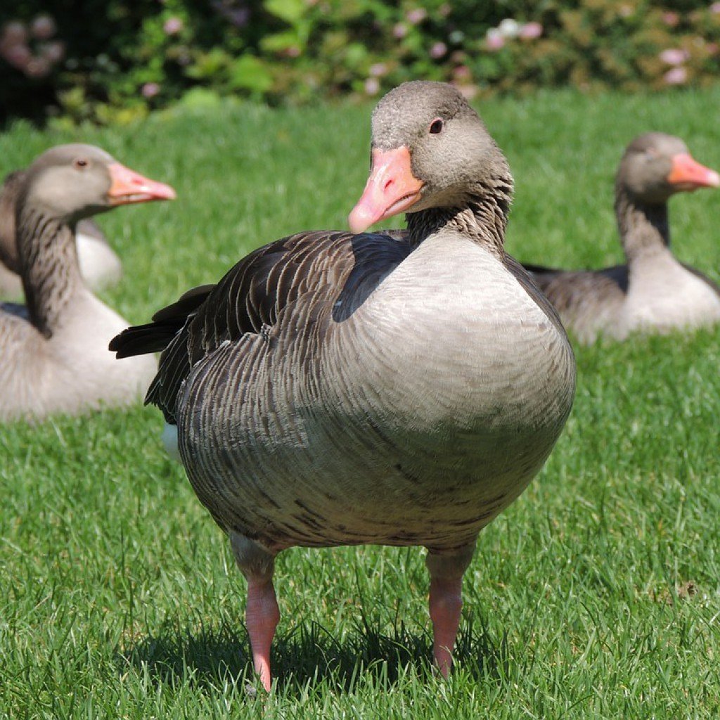 Гусь-утка гибрид