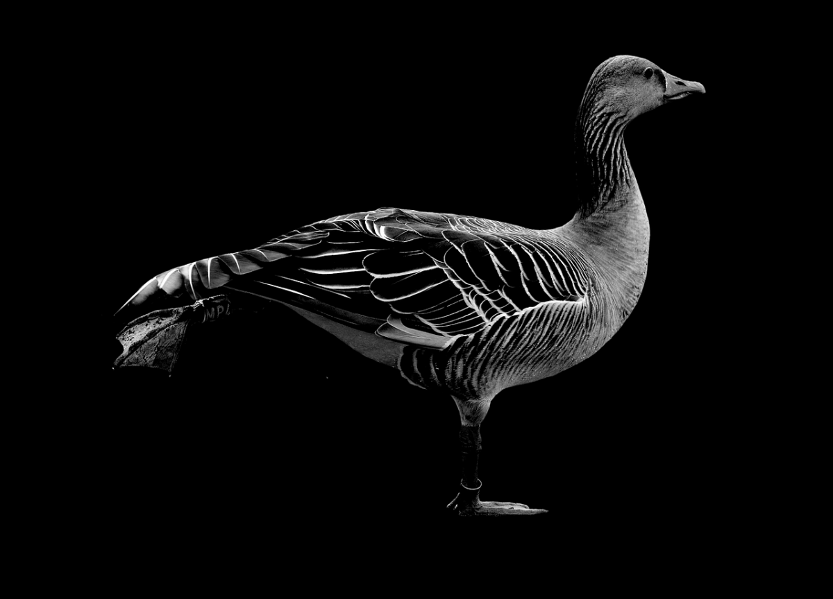 Гусь на черном фоне