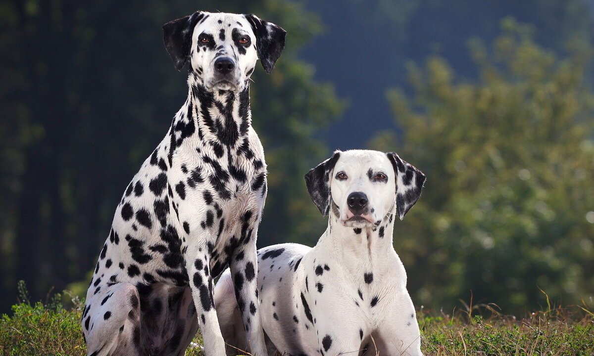 Курцхаар и Доберман