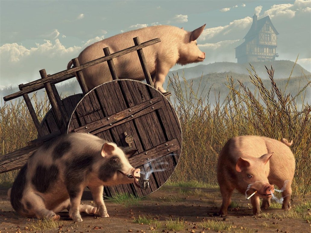 Выпас свиней