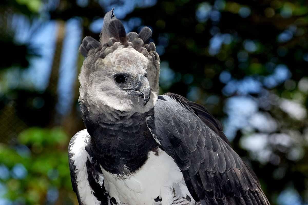 Гвианская Гарпия