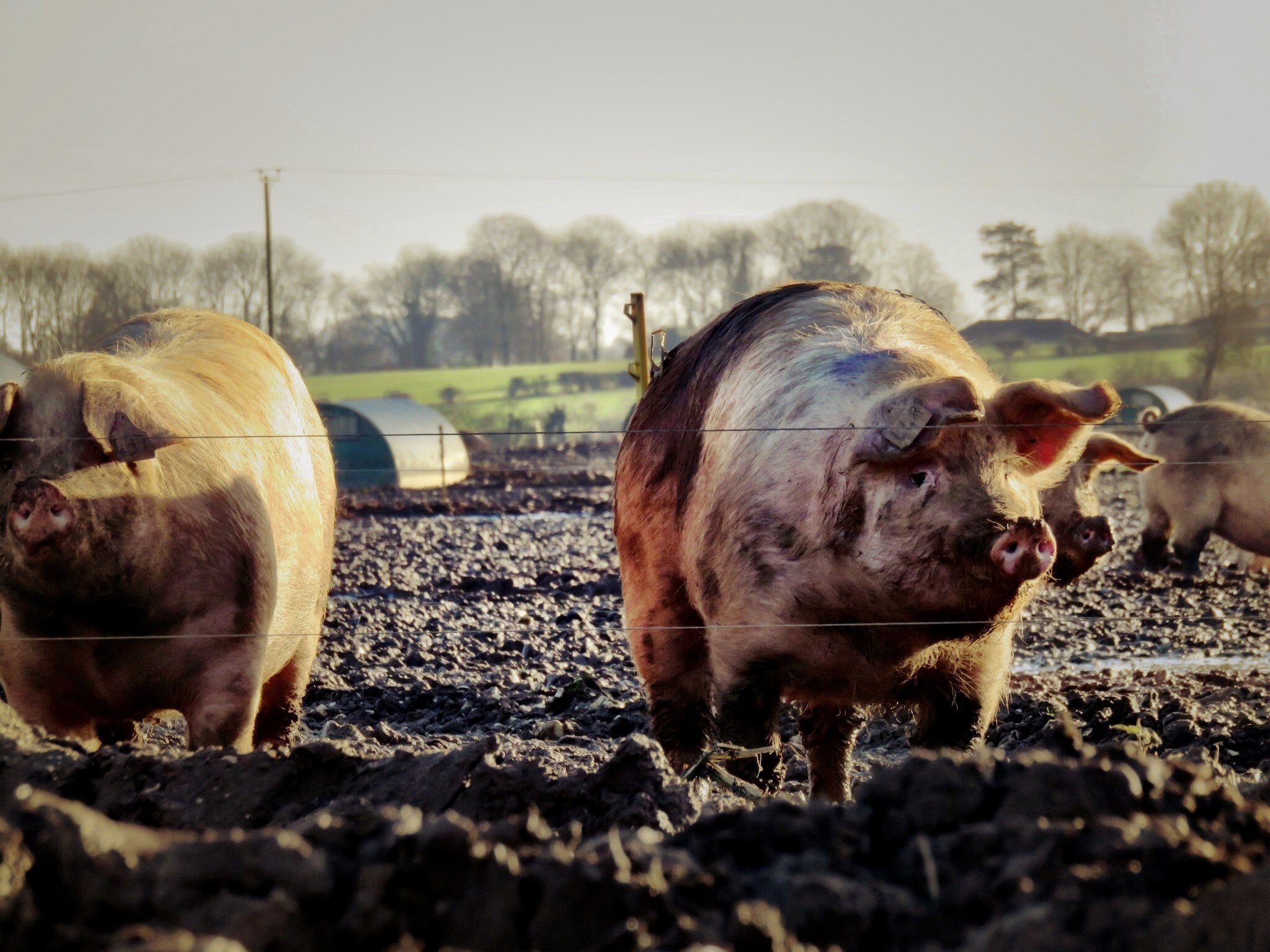 Европа свинья. Корова и свинья. Свиньи. КРС свиньи. Сельскохозяйственные животные свиньи.