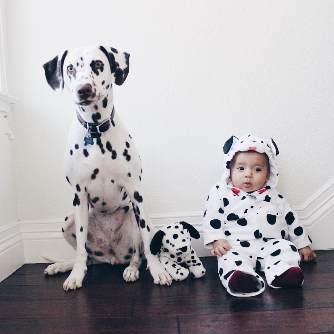 Собаки породы далматинец